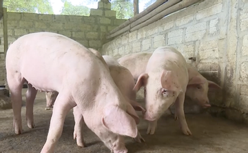 Bac Kan develops pig farming as a key economic sector