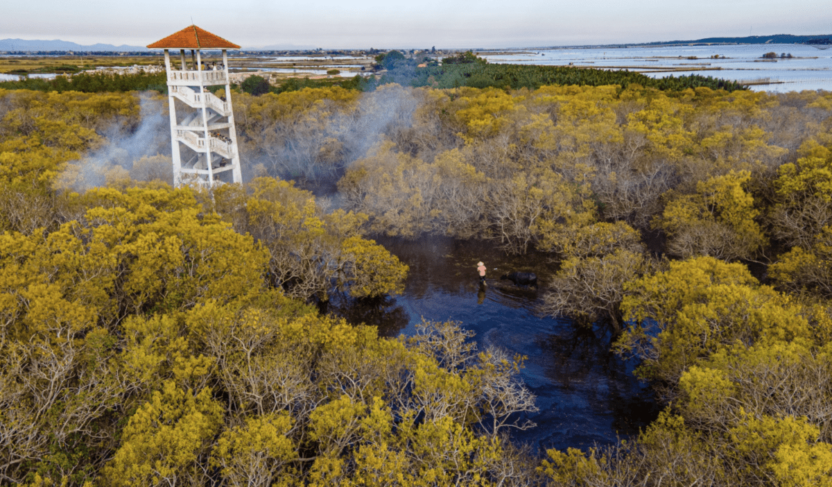 blue carbon dinhhoang 1.png