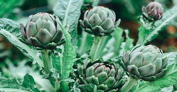 Building a production chain, bringing Da Lat artichokes to market