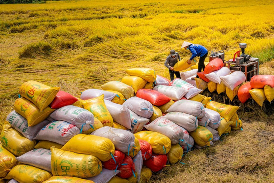 Giá gạo thơm tăng 60%, thế giới thiếu hụt 7 triệu tấn