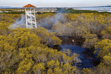 Mangrove forests can yield high volume of blue carbon credits