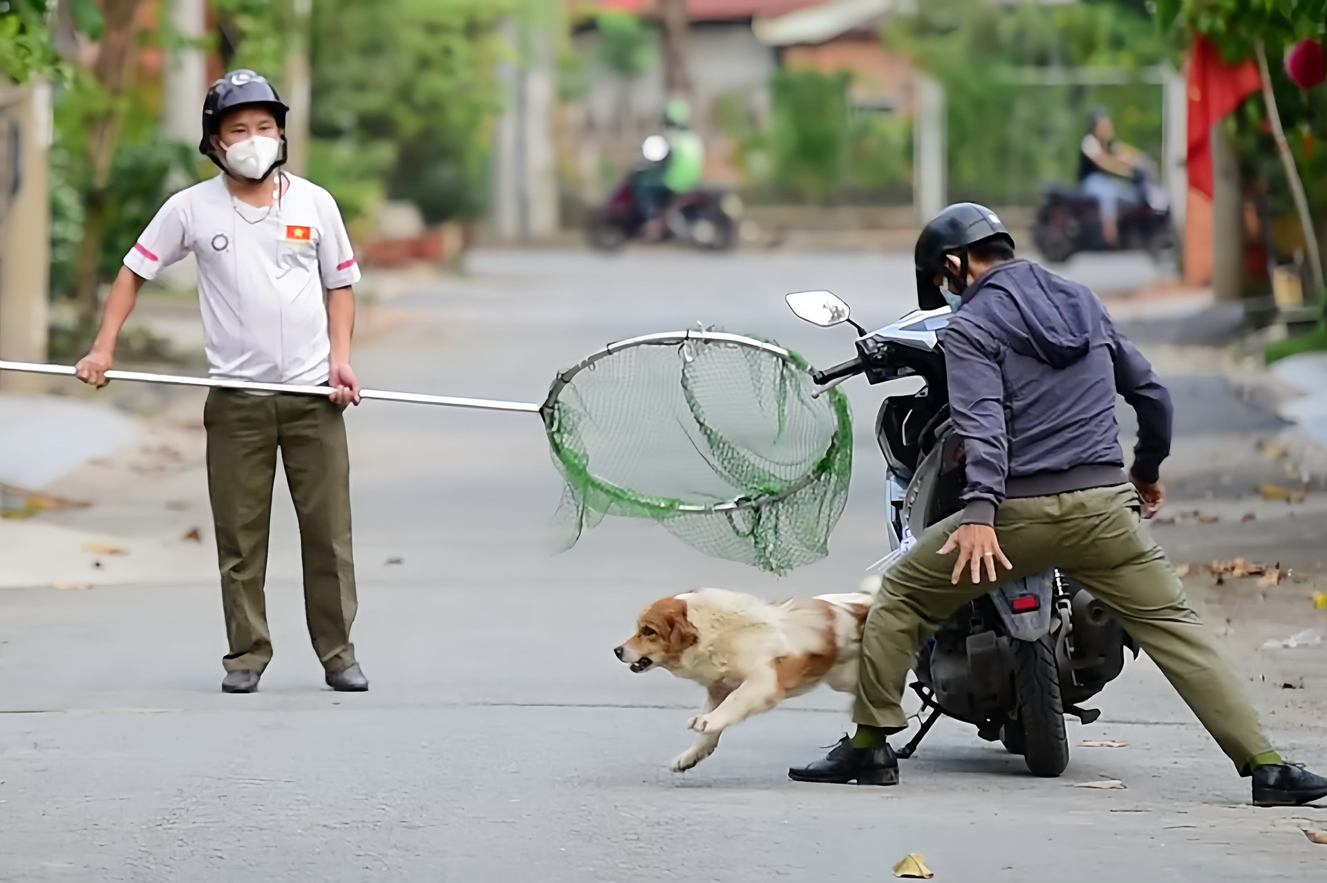 dog274 nguyennam.jpg