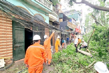 Hanoi actively protects trees during storm season