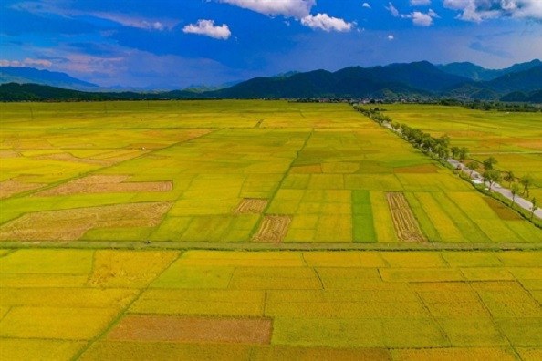 Contemplating the largest rice paddy field in the northwest