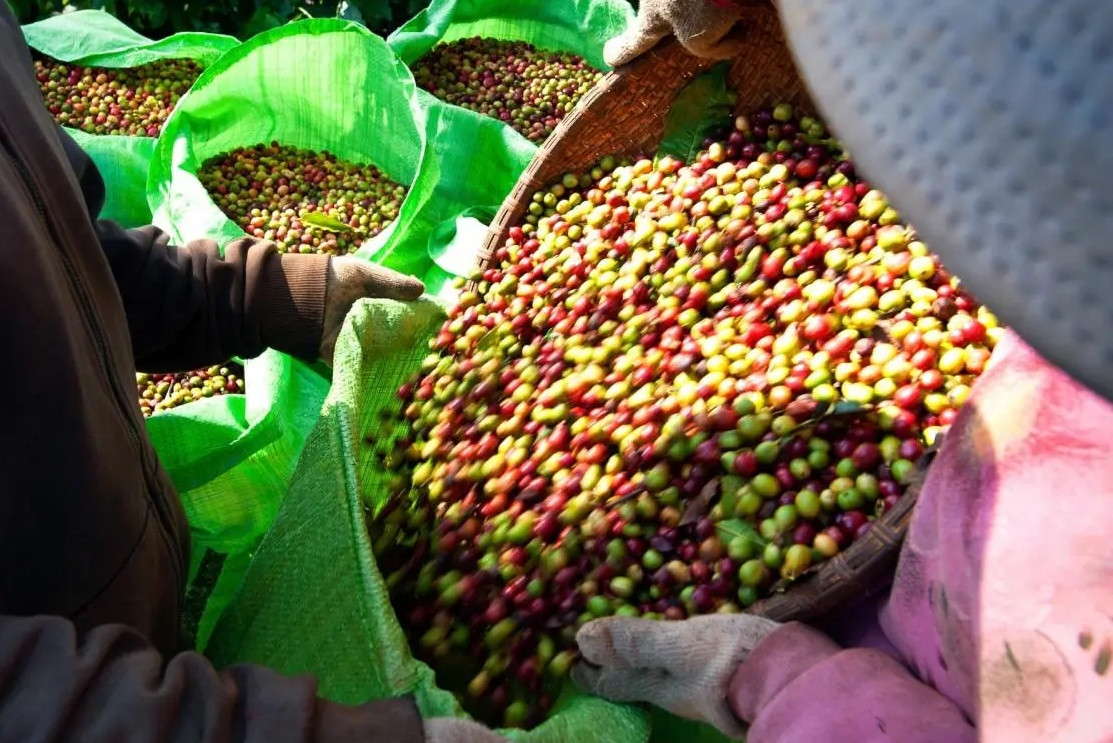 Giá cà phê bất ngờ giảm sốc, nông dân &apos;đánh rơi&apos; hàng trăm triệu đồng