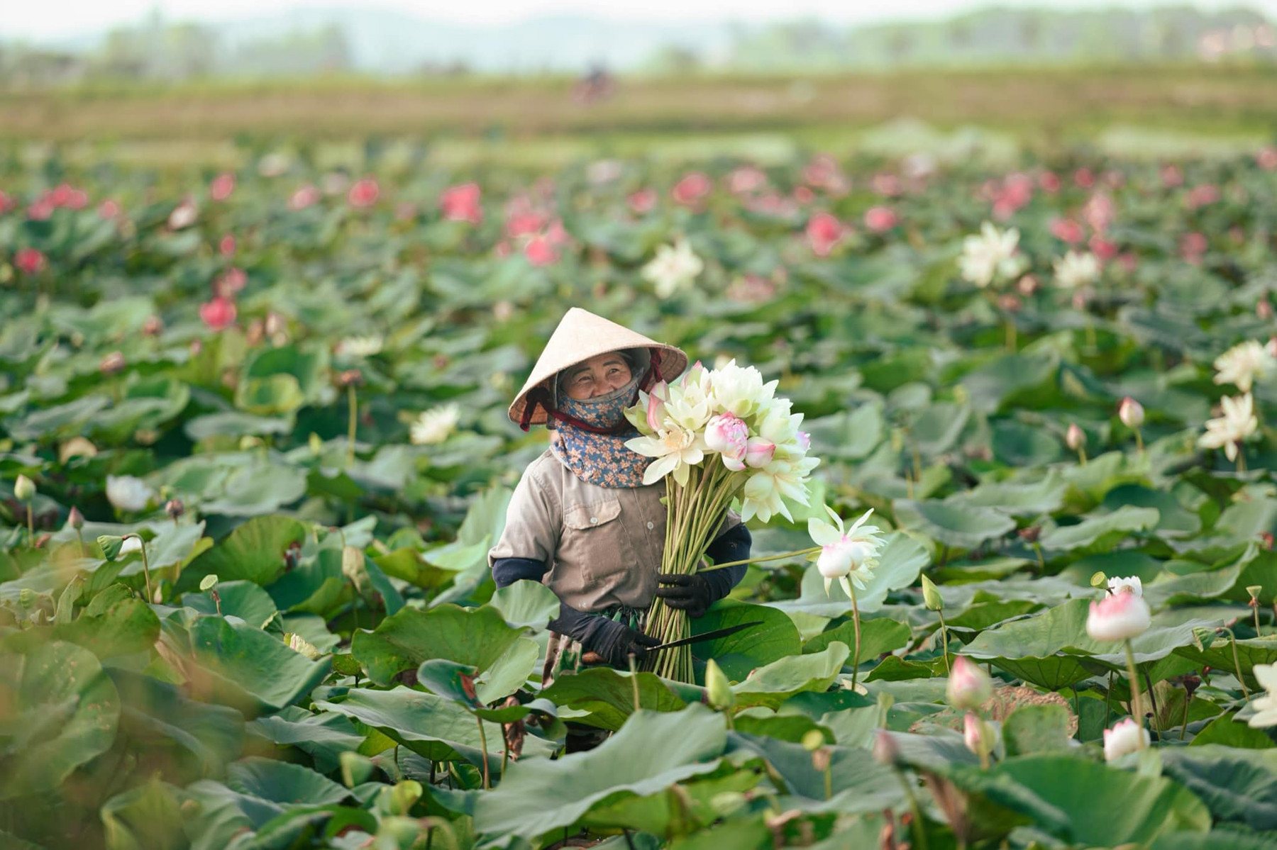 giai chay lang sen 5.jpg