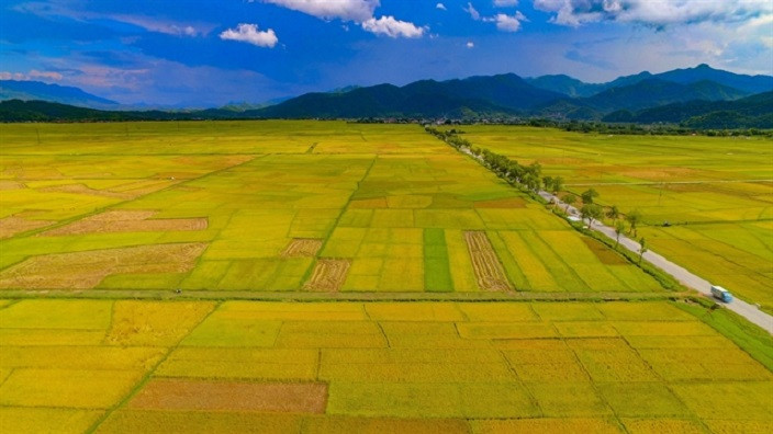 rice field.jpg