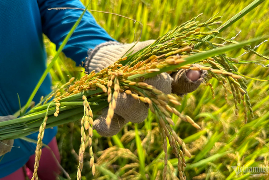 Vietnam to cultivate 'low-emission' rice this year