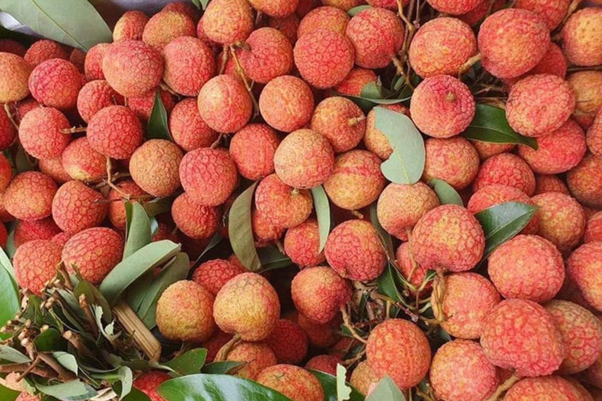 Giá dừa biến động như 'giá vàng', vải chín sớm giá cao vẫn hút khách