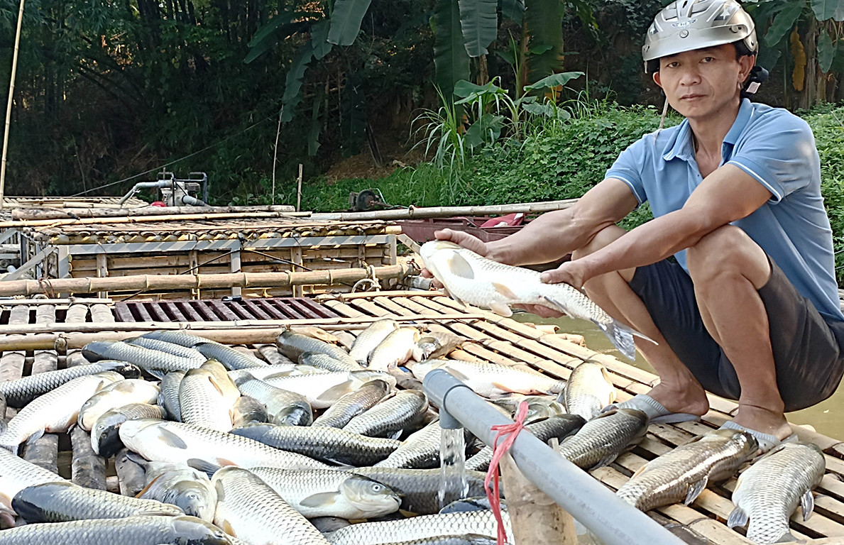 Kết quả xét nghiệm vụ cá chết trắng lồng trên sông Mã