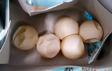 Illegal hawksbill sea turtle egg traffickers sentenced to prison, fines
