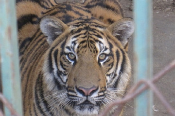 VN to seek sustainable finance for tiger conservation