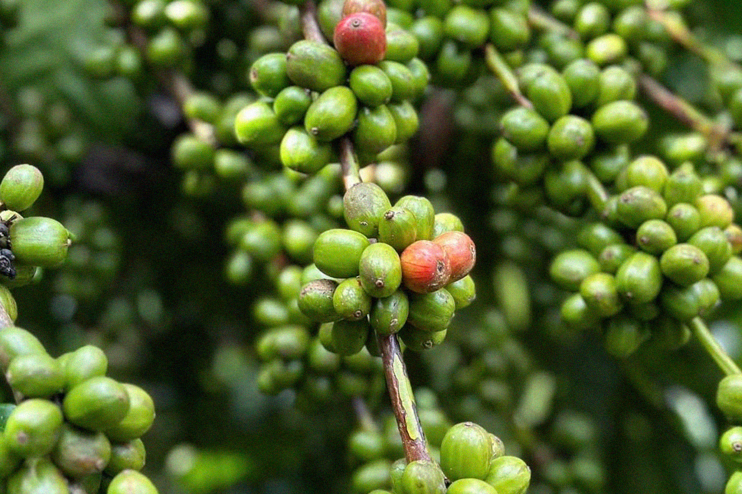 Đắk Lắc: Hiệu quả từ liên kết sản xuất cà phê sạch chất lượng cao