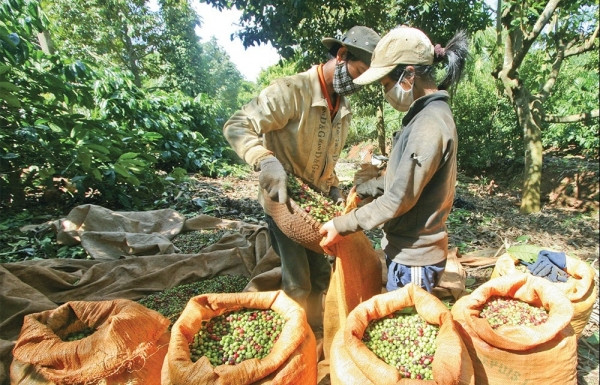 Supply pressures ahead for Vietnam’s coffee exporters