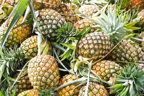 Luc Nam pineapple considered specialty of Bac Giang Province
