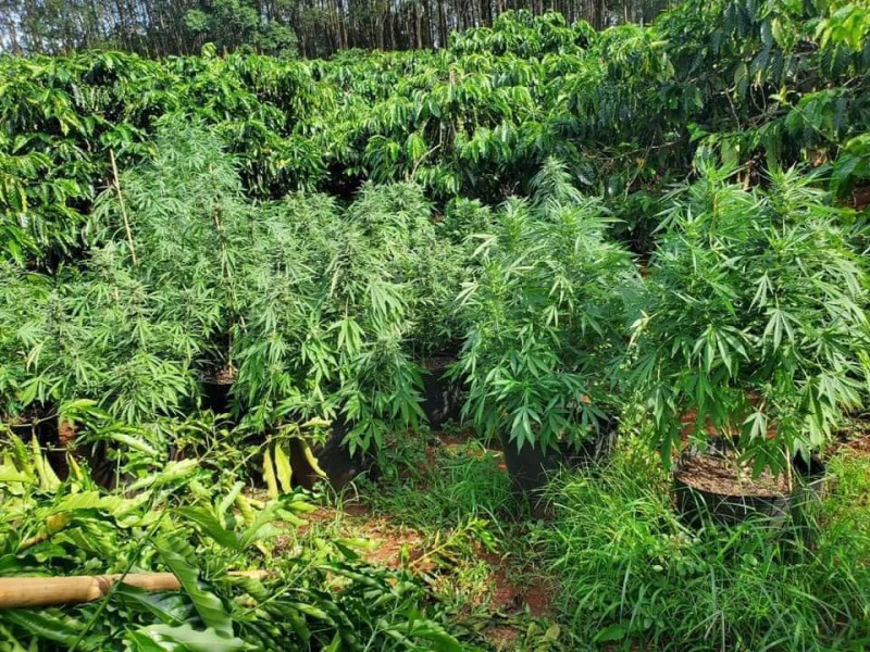 3 anh em ruột rủ nhau mua bán, trồng cần sa trái phép -0