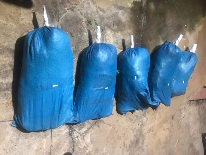 3 anh em ruột rủ nhau mua bán, trồng cần sa trái phép -0