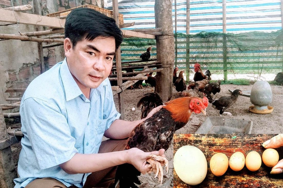 9-spur cocks lay ‘golden eggs’, sell for millions of dong