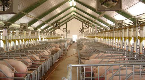 An Giang ứng dụng công nghệ 4.0 vào quản lý, phòng chống dịch bệnh động vật