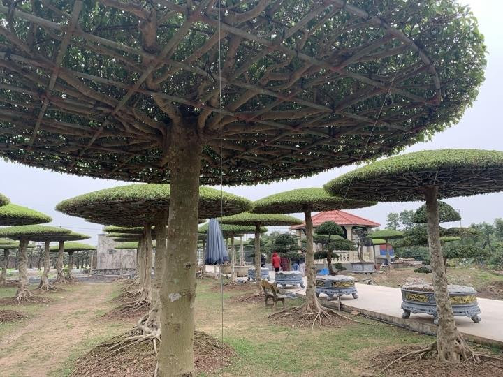 Ảnh: Làng siêu cây cảnh ở Nam Định - 13
