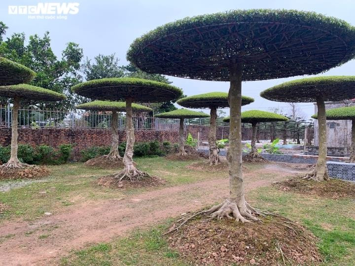 Ảnh: Làng siêu cây cảnh ở Nam Định - 12