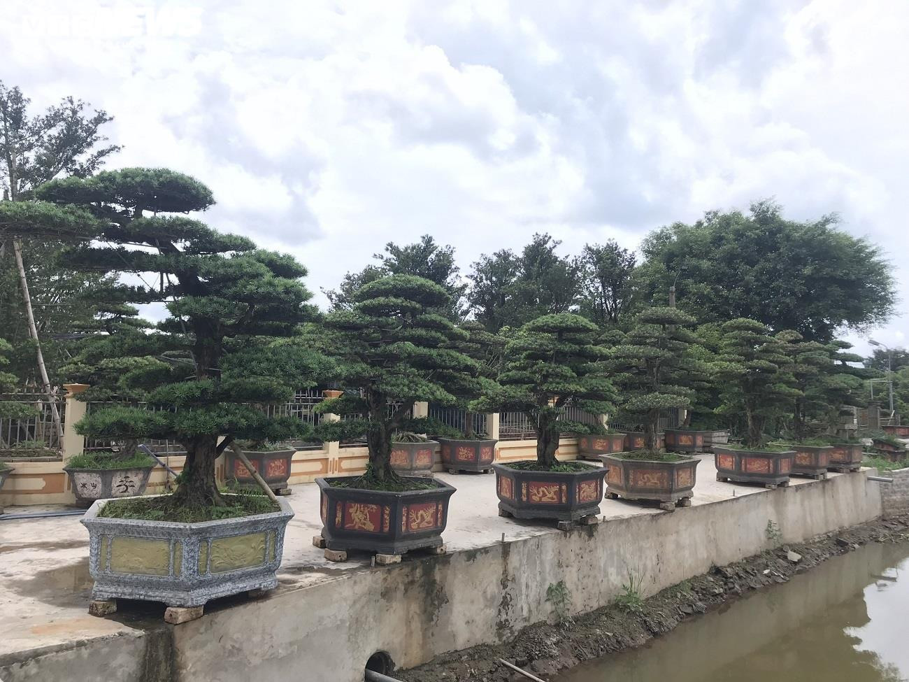 Ảnh: Làng siêu cây cảnh ở Nam Định - 16