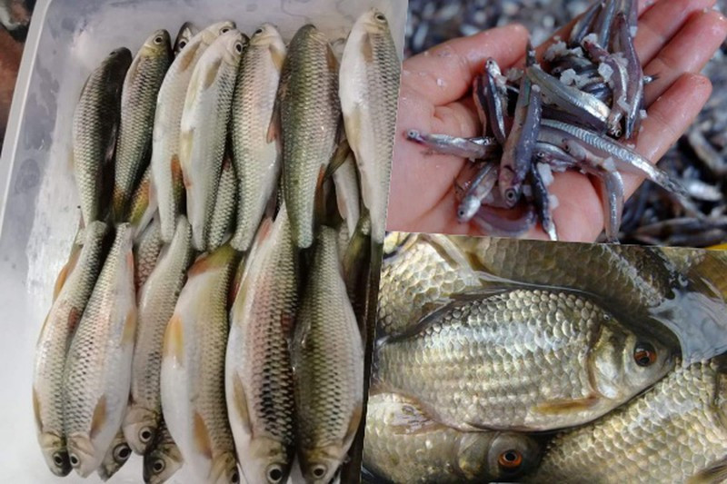 Three types of fish that used to be “cheap as give”, now become a specialty of the rich and red-eyed