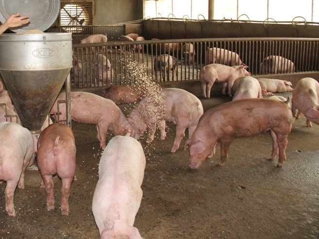 Bắc Bình xây dựng vùng an toàn dịch bệnh, ứng dụng khoa học vào chăn nuôi