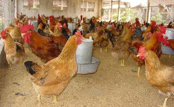 Bắc Ninh phấn đấu tiêm phòng đại trà cho đàn gia cầm vụ thu đông đạt 100%
