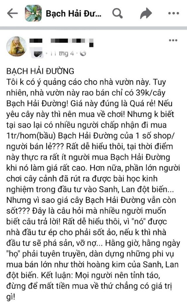 Bạch Hải đường ra giá 200 triệu, hạ xuống 30 triệu vẫn không ai hỏi mua  - Ảnh 2.
