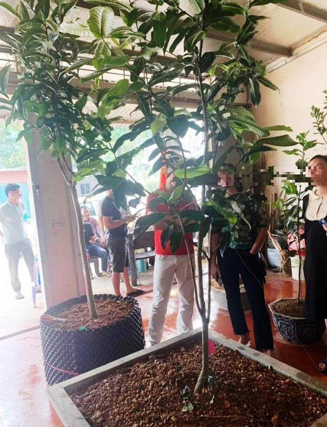 Bạch Hải đường ra giá 200 triệu, hạ xuống 30 triệu vẫn không ai hỏi mua  - Ảnh 1.