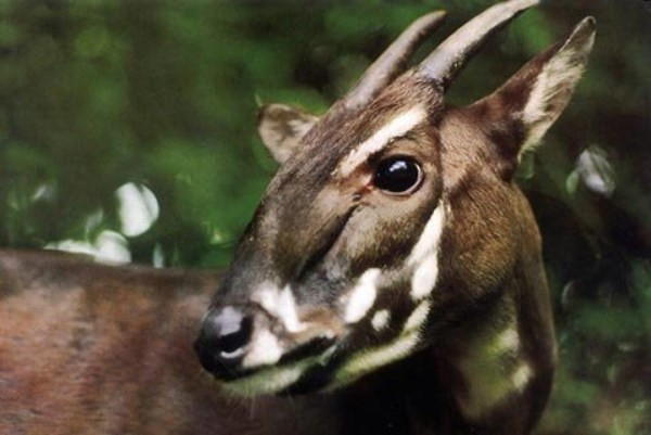 What do you know about the saola mascot of SEA Games 31?