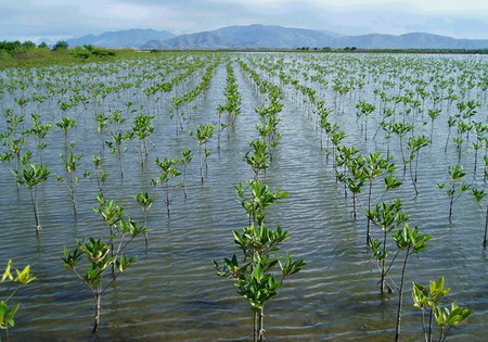 Bảo vệ và phát triển rừng vùng ven biển ứng phó với biến đổi khí hậu