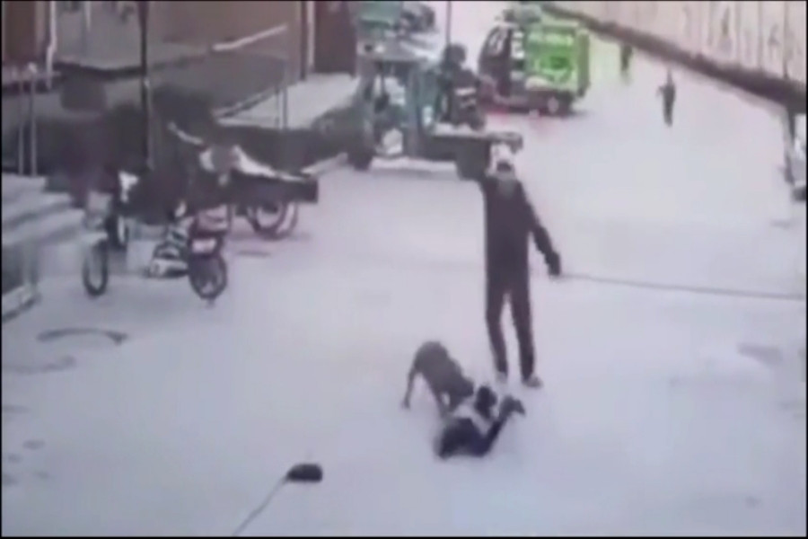 Bé gái bị chó pitbull tấn công dữ dội giữa phố