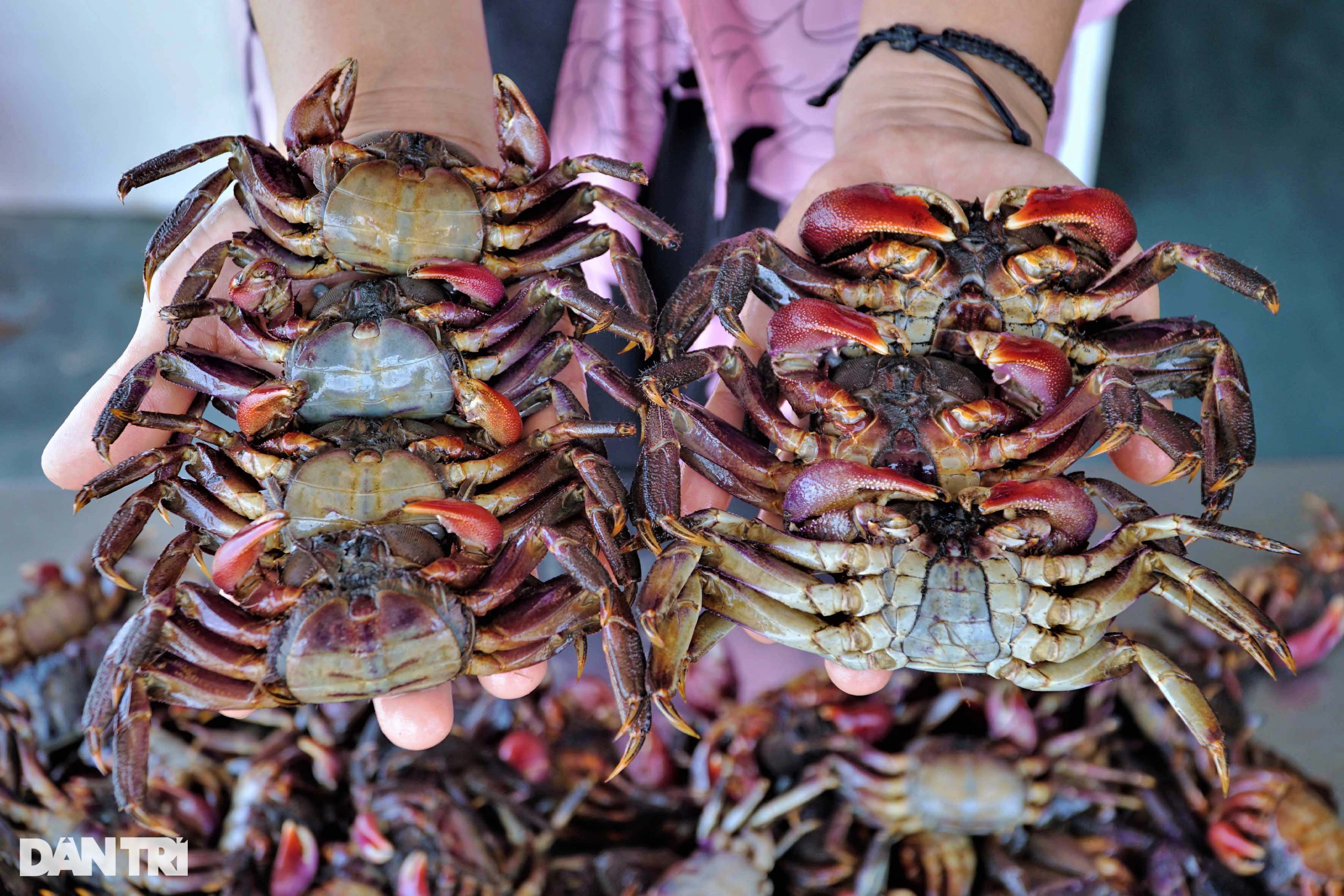 Bỏ phố về làng muối ba khía, vợ chồng 8X lãi hơn nửa tỷ đồng mỗi năm - 2