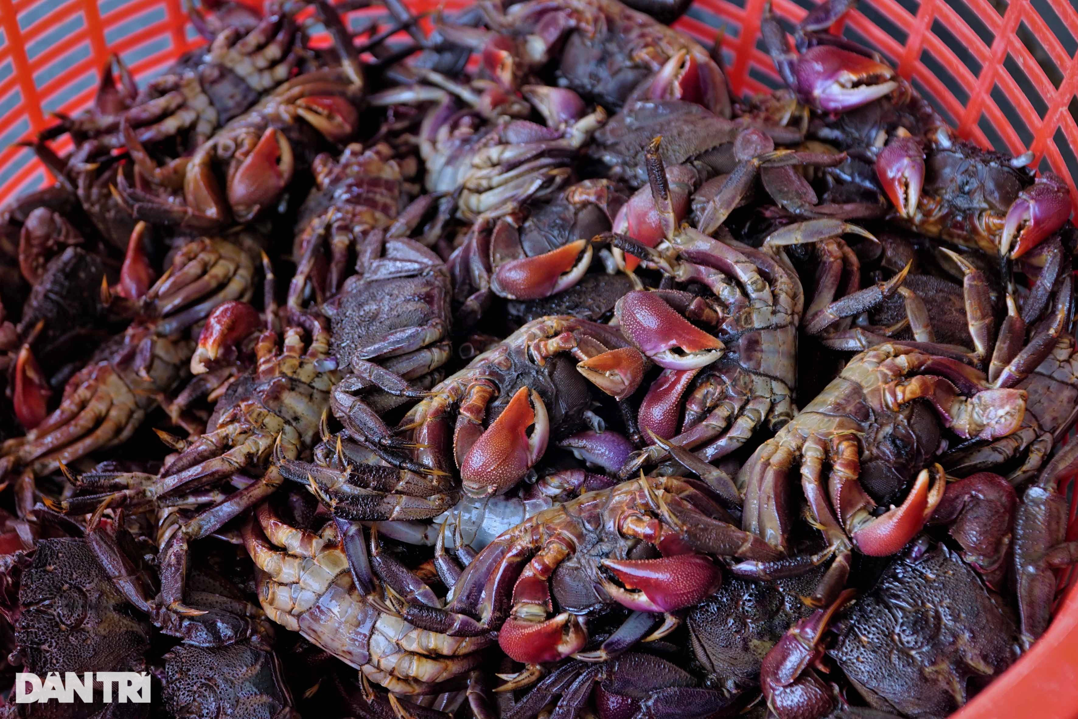 Bỏ phố về làng muối ba khía, vợ chồng 8X lãi hơn nửa tỷ đồng mỗi năm - 4