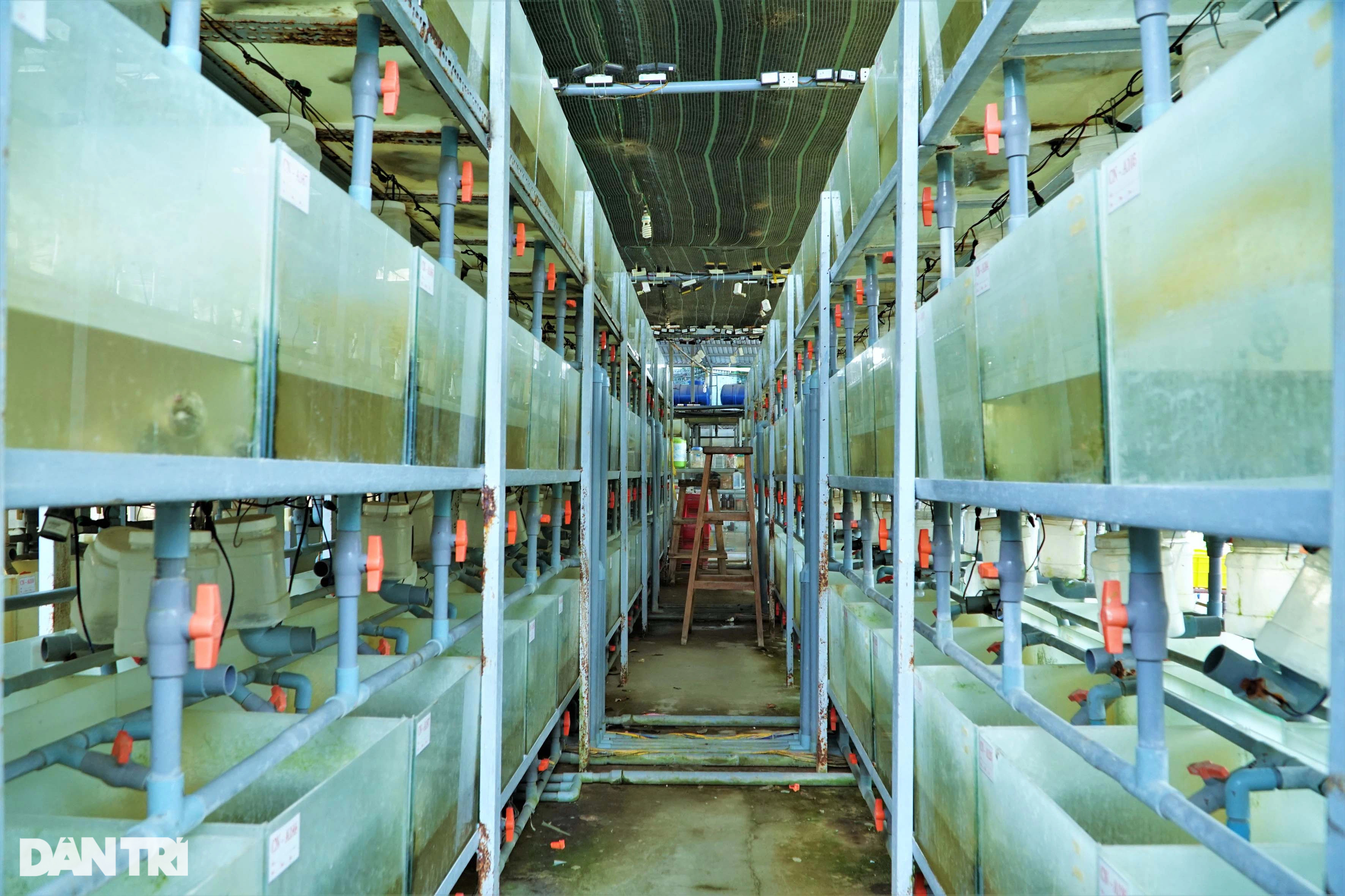 Bỏ sát thủ đầm lầy để nuôi cua 4 chân trong bể kính, 9X lãi 2 tỷ đồng/năm - 2