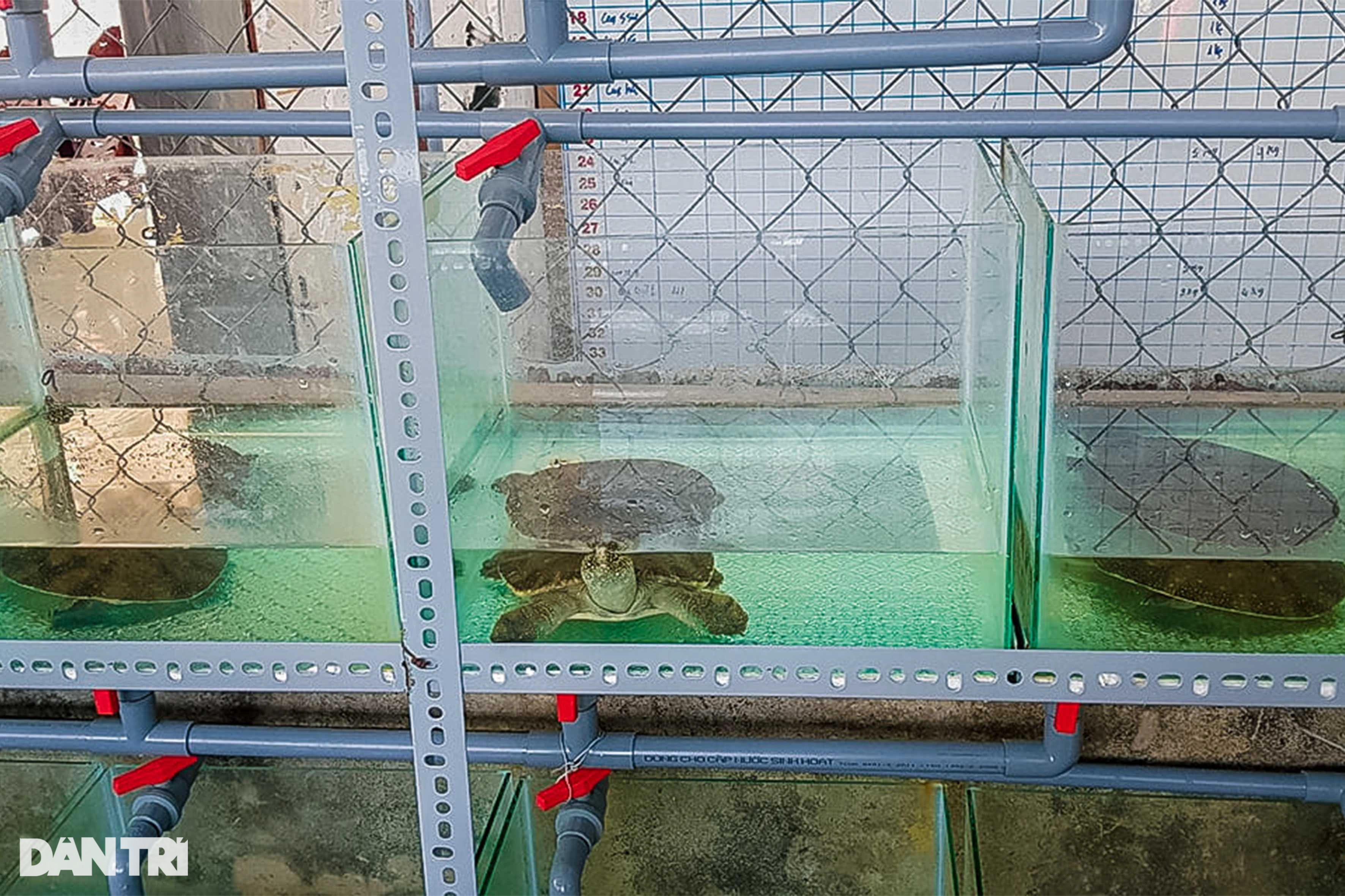 Bỏ sát thủ đầm lầy để nuôi cua 4 chân trong bể kính, 9X lãi 2 tỷ đồng/năm - 3