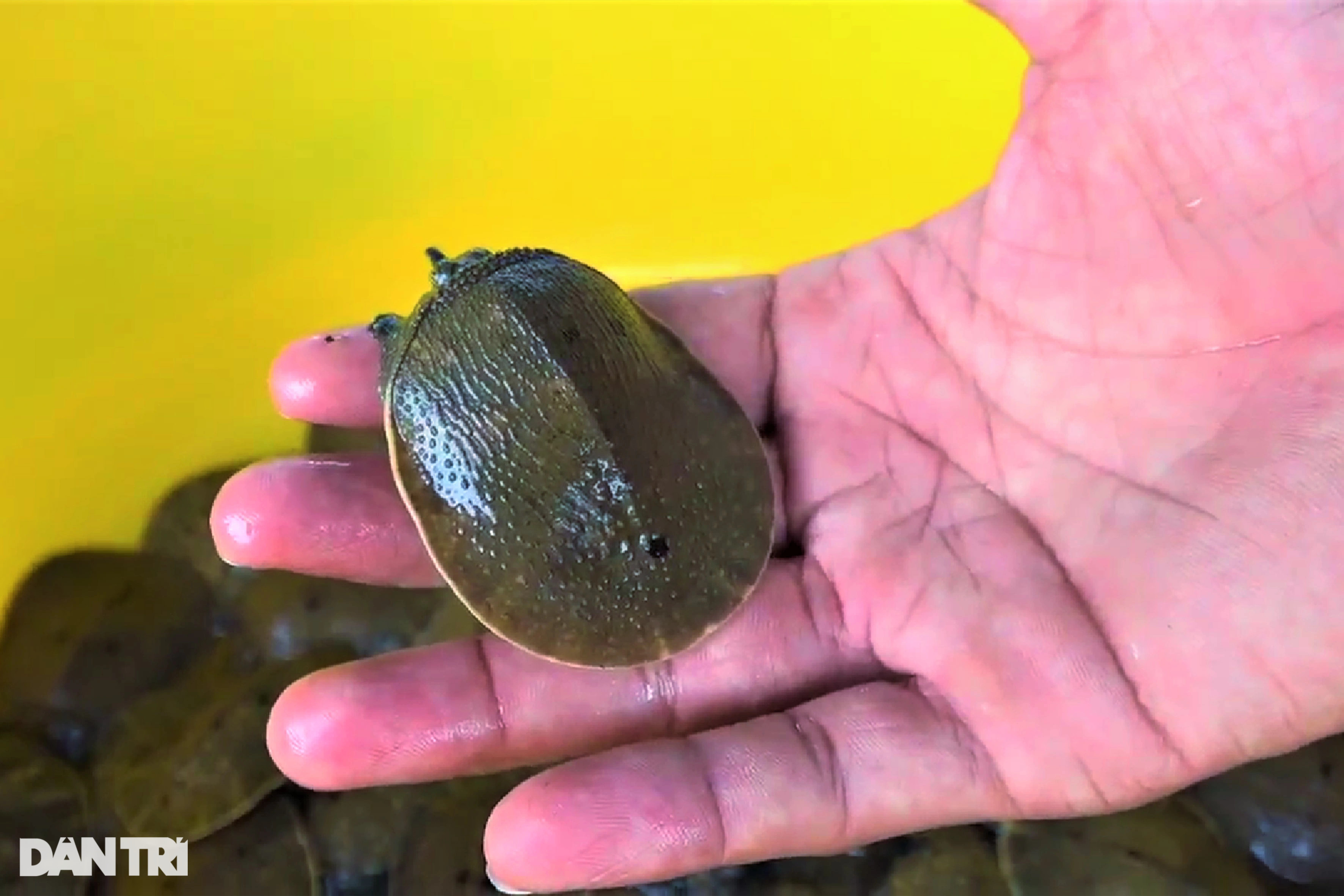 Bỏ sát thủ đầm lầy để nuôi cua 4 chân trong bể kính, 9X lãi 2 tỷ đồng/năm - 4