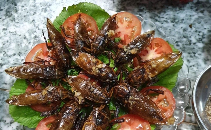 Cà cuống: Món ngon quý hiếm từ sình lầy, không phải ai cũng có cơ hội ăn thử - 5