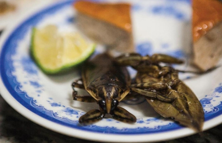 Cà cuống: Món ngon quý hiếm từ sình lầy, không phải ai cũng có cơ hội ăn thử - 4