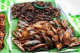 Cà cuống: Món ngon quý hiếm từ sình lầy, không phải ai cũng có cơ hội ăn thử