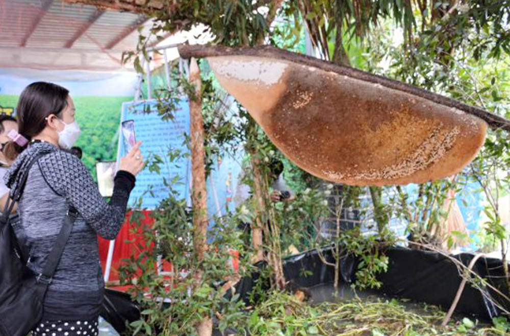 To ong mat dat ky luc Viet Nam anh 1