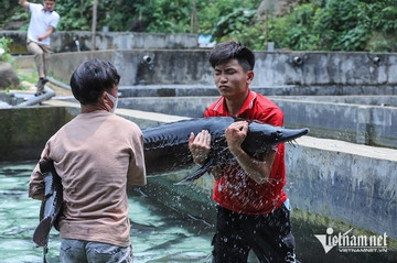 Cá tầm khổng lồ giá hơn 40 triệu ở Lai Châu, du khách trầm trồ thích thú