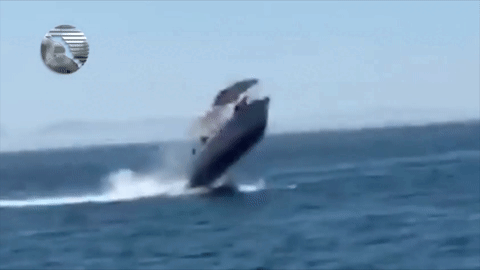 Cá voi húc tung thuyền du lịch lên không trung, nhiều người bị thương