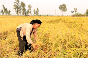 Cánh đồng của mẹ