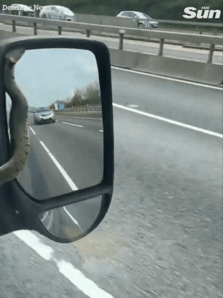 Cảnh rắn bò lổm ngổm trên gương khi xe đang chạy hơn 110km/h và cái kết