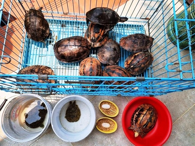 Cặp rùa quý hiếm biến mất khỏi trung tâm bảo tồn ở Huế