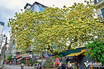 Cây hoa bún 300 tuổi ở Hà Nội bung hoa trĩu cành, khách đi ngang phải dừng chân ngắm
