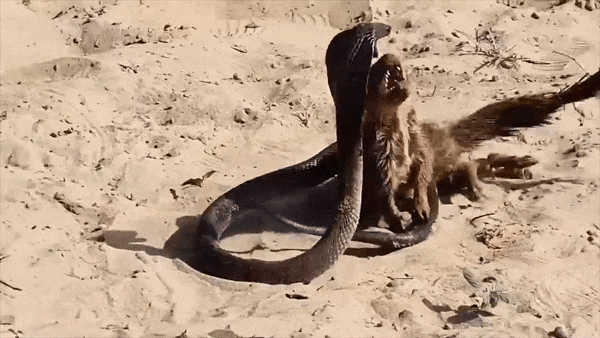 Cầy Mangut và rắn hổ mang đều bỏ mạng sau trận tử chiến trên hoang mạc